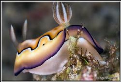 Up skirt view of a co's chromodoris; thank to those two t... by Yves Antoniazzo 